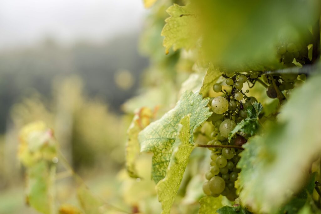 organics wine